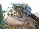 Aloinopsis schooneesii