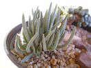 Marlothistella ubiondalensis