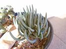 Marlothistella ubiondalensis