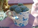 Echeveria setosa v. deminuta