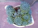 Echeveria setosa v. deminuta