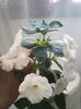 White Glory