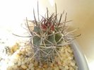 Pyrrhocactus andreaeanus (Eriosyce andreaeana)