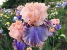 Iris Florentine Silk