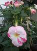 ROYAL BLUSH