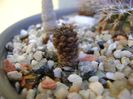 Eriosyce heinrichiana (Neoporteria dimorpha)