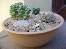 Grup de 3 cactusi