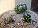 Grup de 3 cactusi