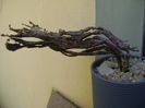 Euphorbia platyclada