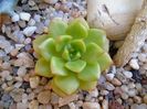 Sedeveria Letizia