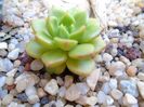 Sedeveria Letizia