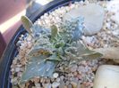 Faucaria tigrina