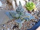 Faucaria tigrina
