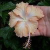 Cream Lady - 20 lei