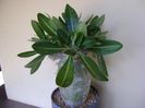 Pachypodium brevicaule, boboci