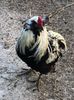 Cocoș Araucana Silber Argintiu 2018