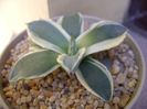 Agave applanata cv. Cream Spike
