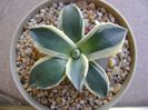 Agave applanata cv. Cream Spike