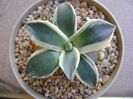 Agave applanata cv. Cream Spike