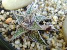 Aloe aristata