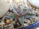 Aloe aristata