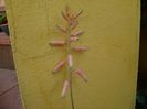 Aloe somaliensis, tija florala