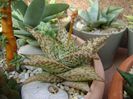 Haworthia limifolia v. striata, tija florala