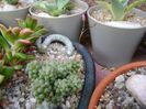 Anacampseros filamentosa ssp. namaquensis