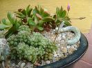 Anacampseros filamentosa ssp. namaquensis