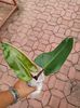Philodendron Red Emerald 60