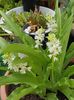 Eucomis