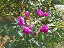 Purple Skyliner