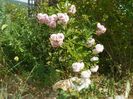 Pink Ghislaine de Feligonde