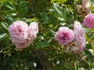 Pink Ghislaine de Feligonde