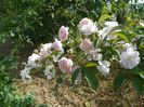 Rose Delacroix