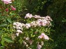 Heavenly Pink