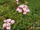 Heavenly Pink