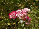 Star Profusion