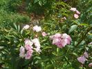 Heavenly Pink