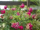 Super Excelsa