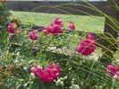 Super Excelsa