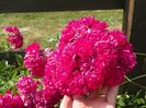 Super Excelsa
