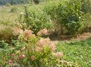hydrangea pan. Phantom