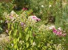 hydrangea pan. Interhydia - Pink Diamond