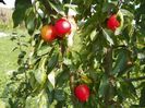 malus John Downie