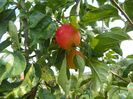 malus John Downie