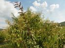 heptacodium miconioides