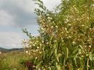 heptacodium miconioides