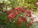 sedum Carl