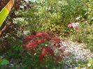 sedum Carl